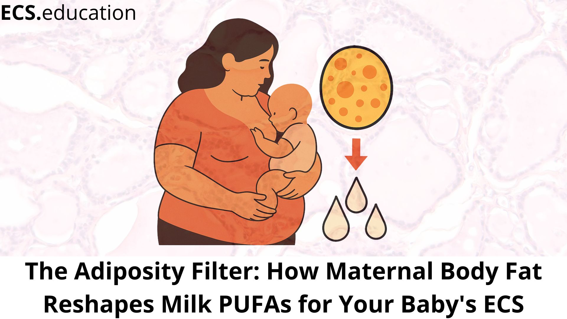 Conceptual image illustrating how maternal adiposity influences breast milk PUFA levels (like DHA & AA) and impacts infant endocannabinoid system (ECS) development.