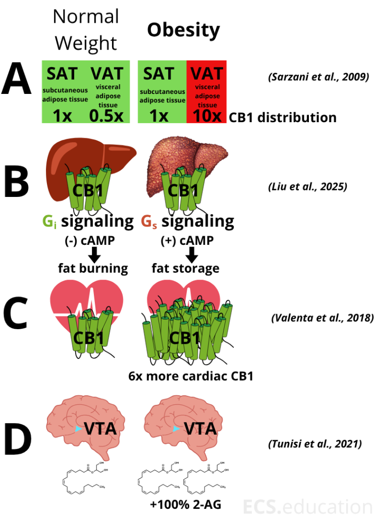 Infographic showing how obesity rewires CB1 signaling in fat, liver, and heart.