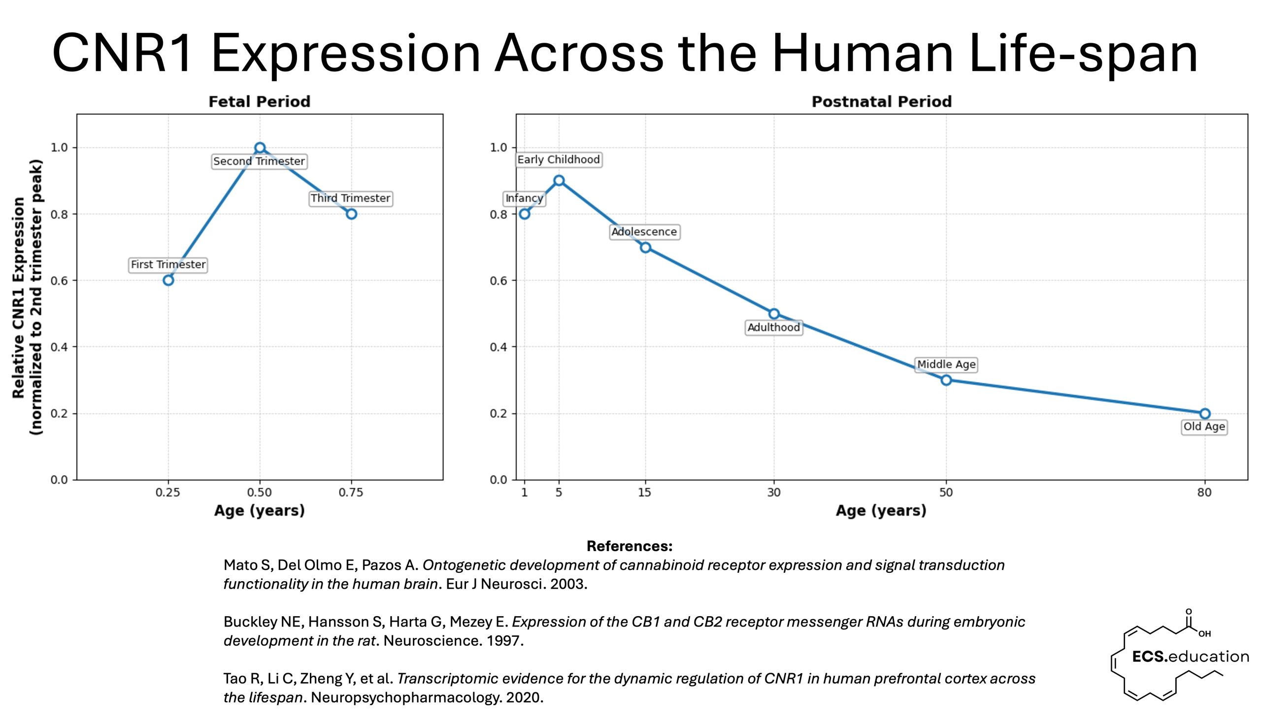 Graph showing CB1 receptor expression levels in the human brain across the lifespan, peaking during the second trimester of fetal development and declining steadily through infancy, childhood, adulthood, and old age. The figure highlights the endocannabinoid system as a precursor-driven homeostatic system fueled by tissue arachidonic acid, emphasizing the critical role of maternal dietary omega-6/omega-3 balance during pregnancy for optimal ECS function and brain development.