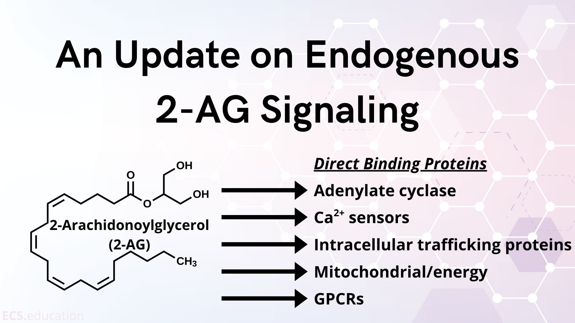 Illustration summarizing the updated understanding of endogenous 2-AG signaling, highlighting direct interactions with key cellular proteins.