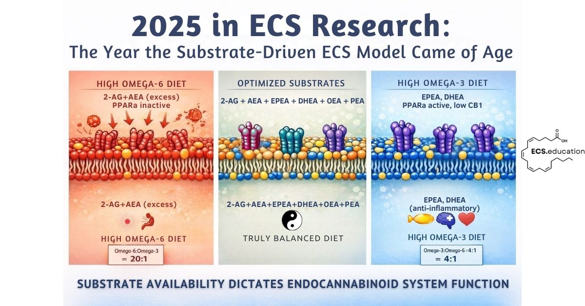 Three-panel scientific illustration comparing endocannabinoid system function across three dietary states. Left panel: High omega-6 diet showing excess CB1 receptor stress and 2-AG/AEA production (omega-6:omega-3 ratio 20:1). Center panel: Optimized substrates with balanced membrane composition supporting multiple endocannabinoid types and receptor function. Right panel: High omega-3 diet showing activated TRPV1/TRPA1 ion channels, PPARα activation, and anti-inflammatory endocannabinoid production (omega-3:omega-6 ratio 4:1). Bottom tagline: Substrate availability dictates endocannabinoid system function.