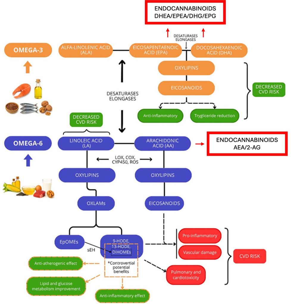 Omega-6 and omega-3 fatty acid metabolism diagram with red annotations highlighting missing endocannabinoid pathways including 2-AG, anandamide, DHEA, and EPEA from Berkowitz 2026 review