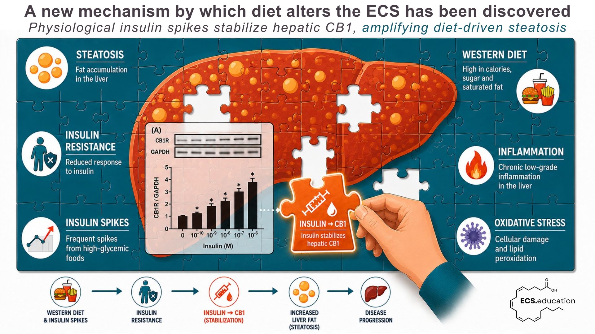 Jigsaw puzzle of fatty liver disease with a new insulin→CB1 piece connecting insulin spikes to hepatic CB1 and steatosis, leaving some gaps for unknown mechanisms.