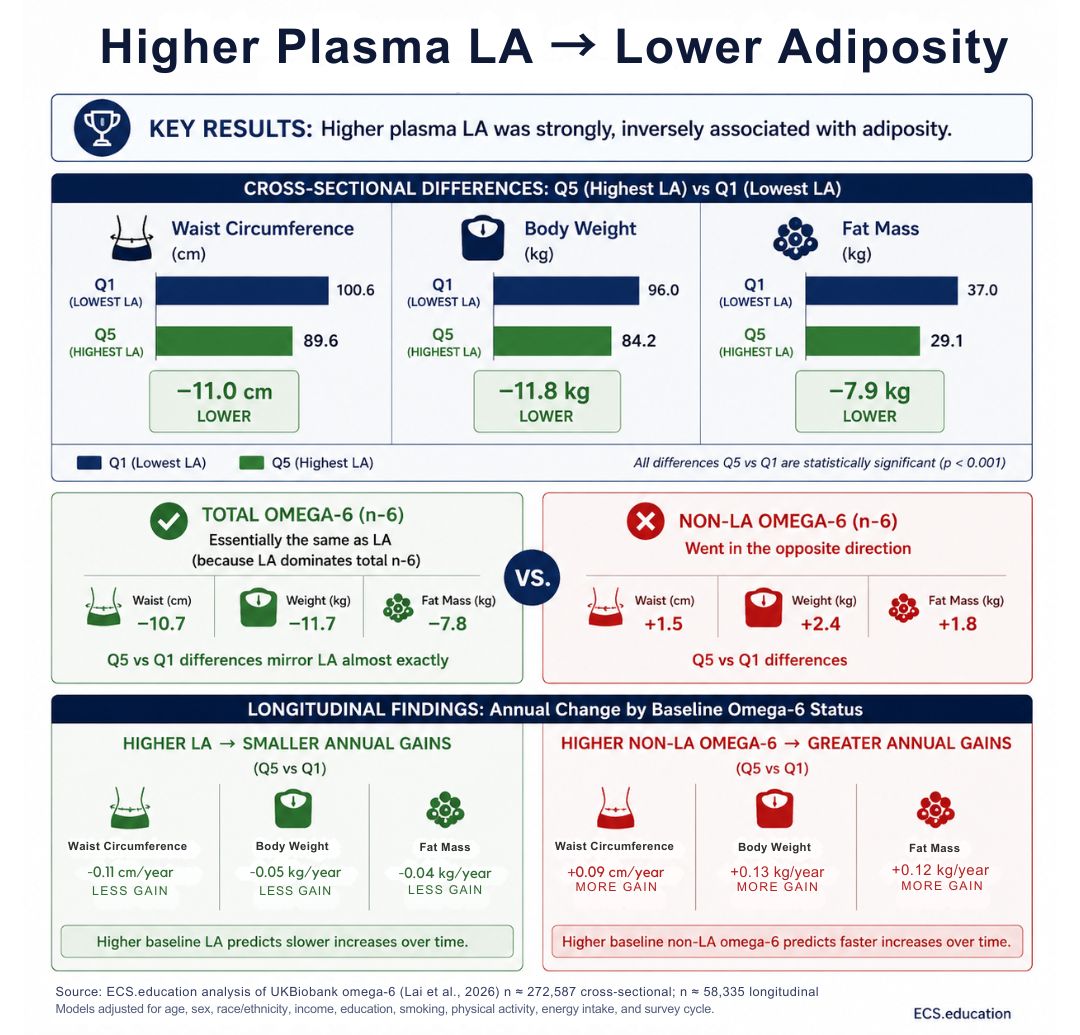 Infographic showing higher plasma linoleic acid associated with lower adiposity and higher non‑LA omega‑6 associated with higher adiposity in the UK Biobank cohort.