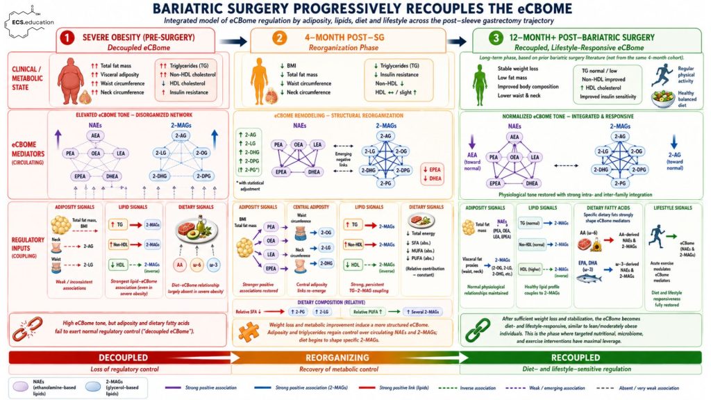 Infographic showing how bariatric surgery recouples the endocannabinoidome from severe obesity to long-term weight loss.