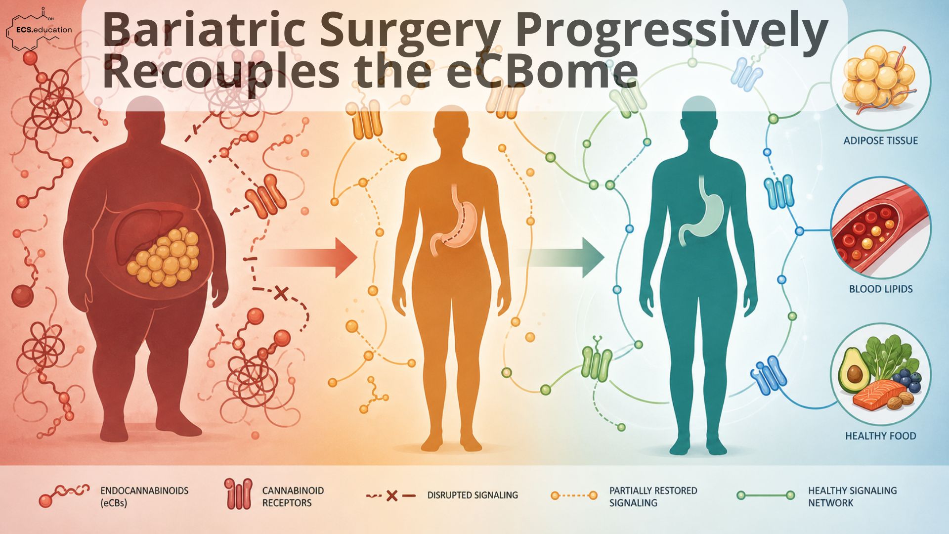 Header illustration of bariatric surgery transforming a decoupled endocannabinoidome into a recoupled, homeostatic network.