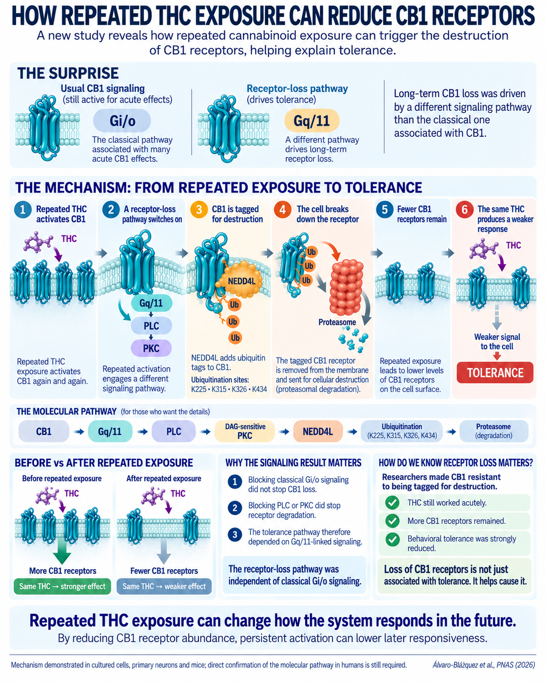 Infographic showing repeated THC activation of CB1 engaging a Gq/11–PLC–PKC–NEDD4L pathway that ubiquitinates CB1 and promotes proteasomal receptor degradation, contributing to cannabinoid tolerance.