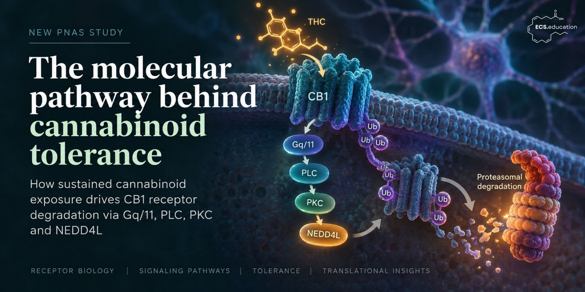 Scientific illustration showing THC activation of the CB1 receptor and the Gq/11–PLC–PKC–NEDD4L pathway leading to CB1 ubiquitination, proteasomal degradation and cannabinoid tolerance, with ECS.education branding.