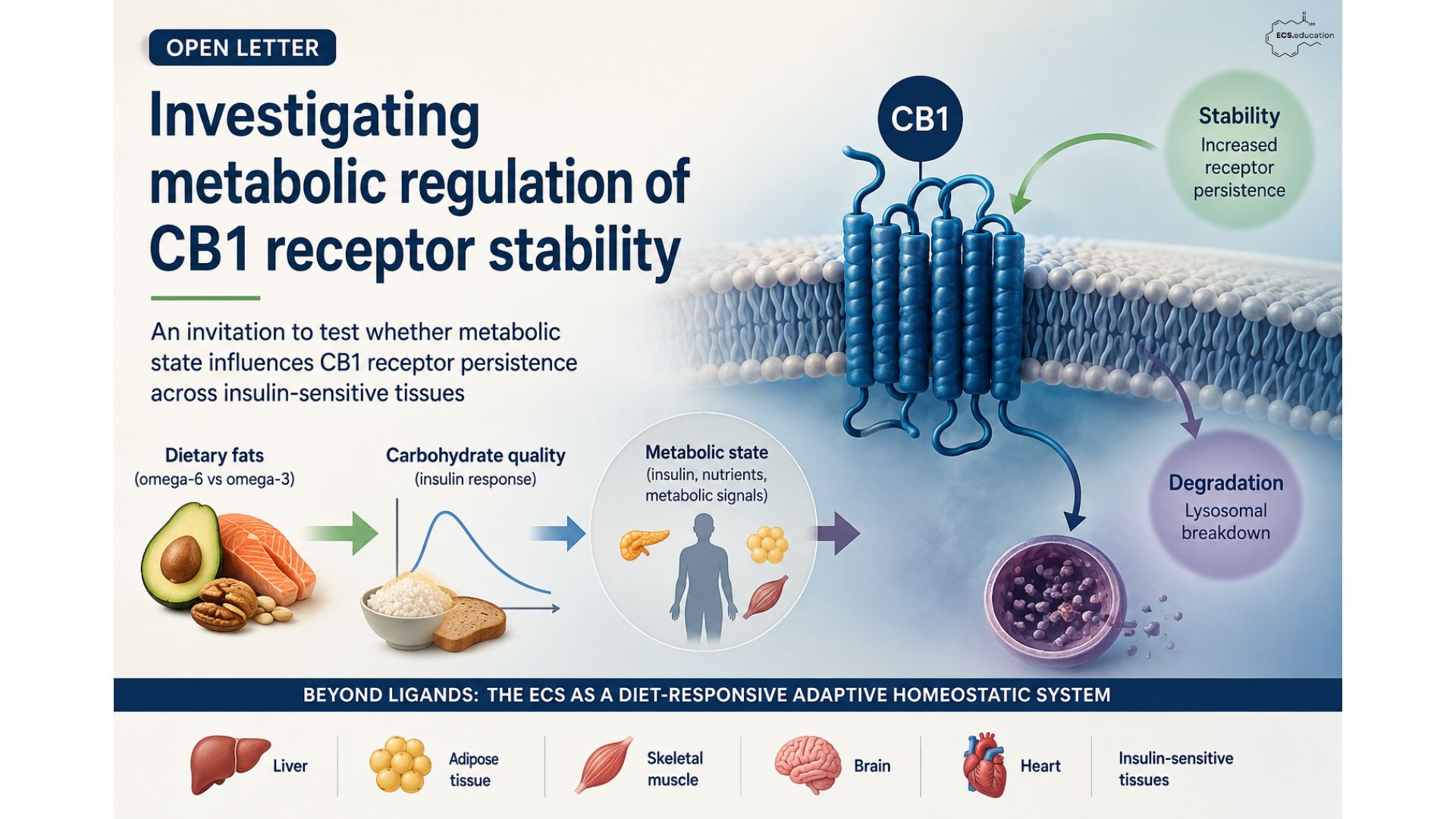 Scientific illustration showing a CB1 receptor in the cell membrane, with metabolic state influencing receptor stability and lysosomal degradation. Dietary fat composition and carbohydrate-driven insulin responses are shown as upstream factors, with liver, adipose tissue, skeletal muscle, brain, and heart representing insulin-sensitive tissues.