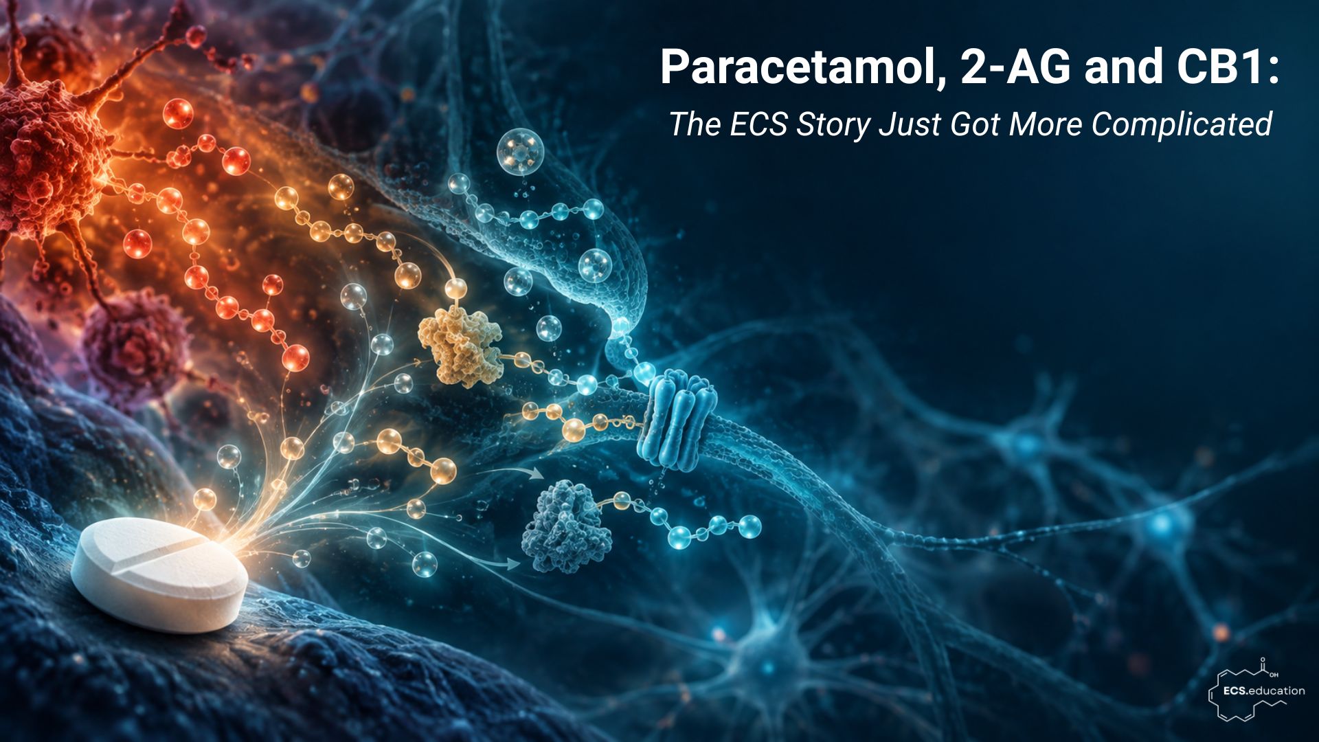 A white paracetamol tablet emits glowing signals into an interconnected network of lipid-like molecules, cell membranes and neurons, shifting from warm orange inflammatory activity to cool blue-green signalling against a dark background.