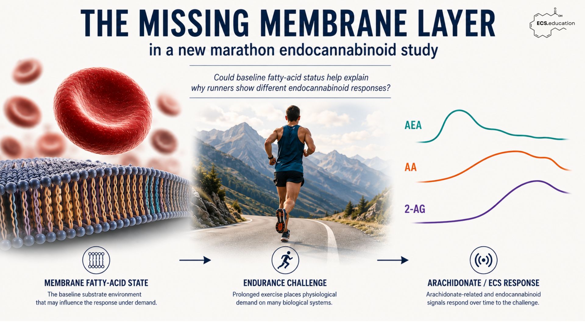 Conceptual illustration showing membrane fatty-acid state as a baseline biological condition, followed by an endurance running challenge and distinct arachidonate/endocannabinoid responses involving AEA, arachidonic acid and 2-AG. A red blood cell and phospholipid membrane represent longer-term fatty-acid status, a runner represents prolonged exercise, and non-quantitative signal traces represent the time-dependent ECS response. ECS.education logo appears in the upper right.