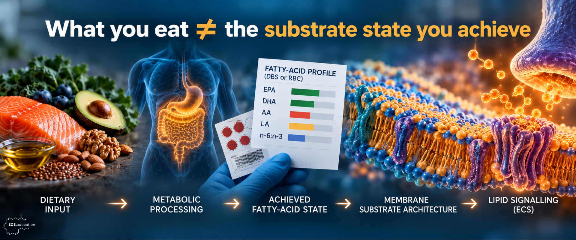 ECS.education illustration showing the pathway from dietary fat intake through metabolic processing to the achieved DBS/RBC fatty-acid profile, membrane substrate architecture, and endocannabinoid lipid signalling, emphasizing that what is eaten is not the same as the substrate state ultimately achieved.