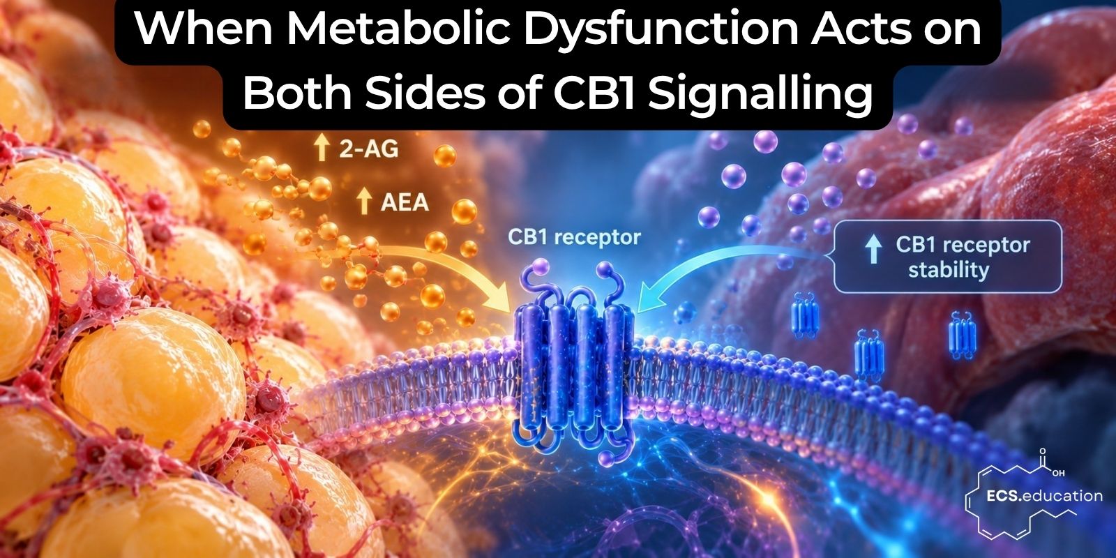 Scientific illustration showing metabolic dysfunction in visceral adipose tissue increasing 2-AG and anandamide production, while hyperinsulinemia is associated with increased CB1 receptor stability. Both pathways converge on a central CB1 receptor embedded in a cell membrane.