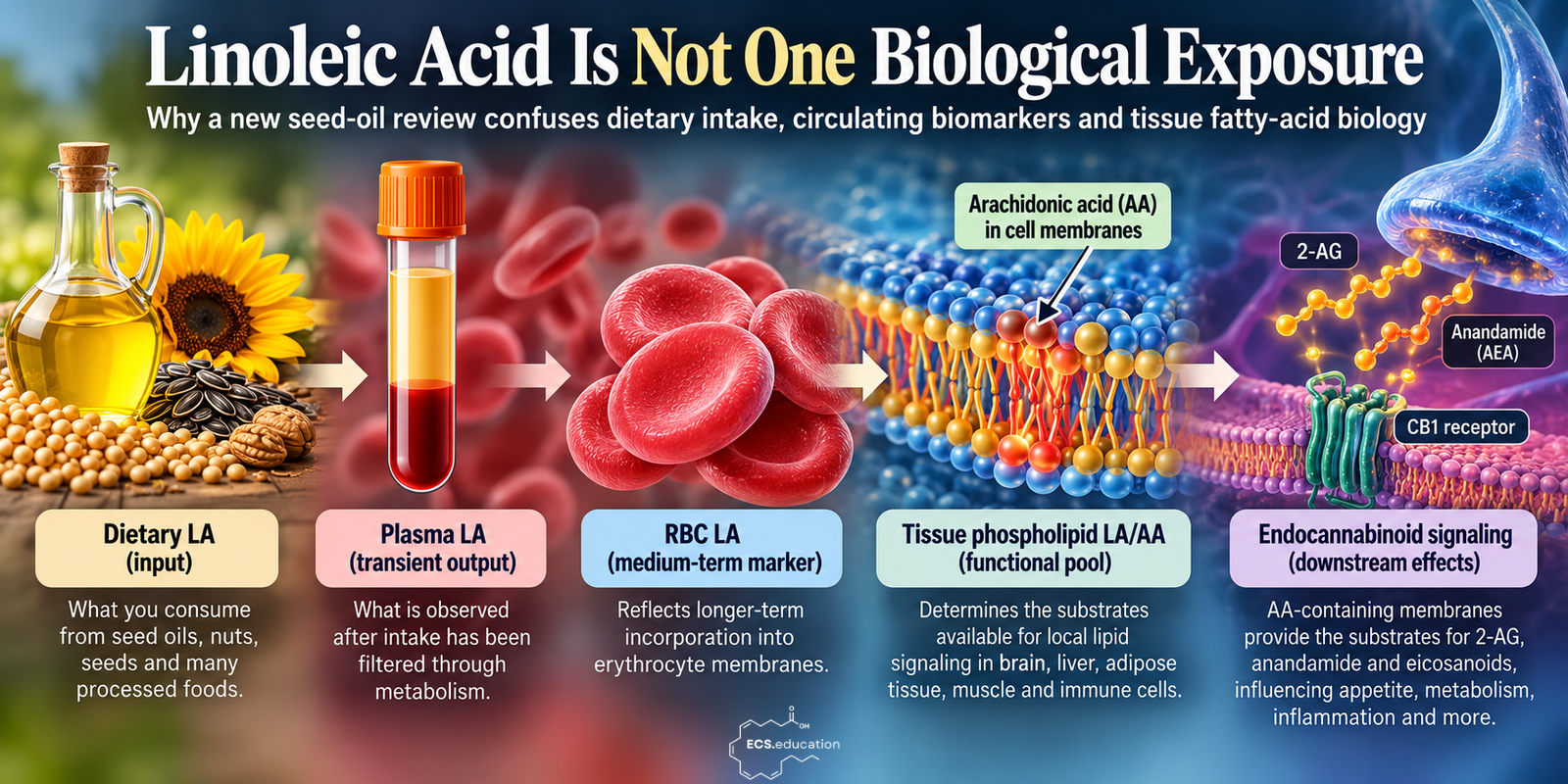 Wide scientific illustration showing dietary linoleic acid progressing through plasma and red blood cell biomarkers to tissue arachidonic acid and downstream endocannabinoid signaling through 2-AG, anandamide and CB1.