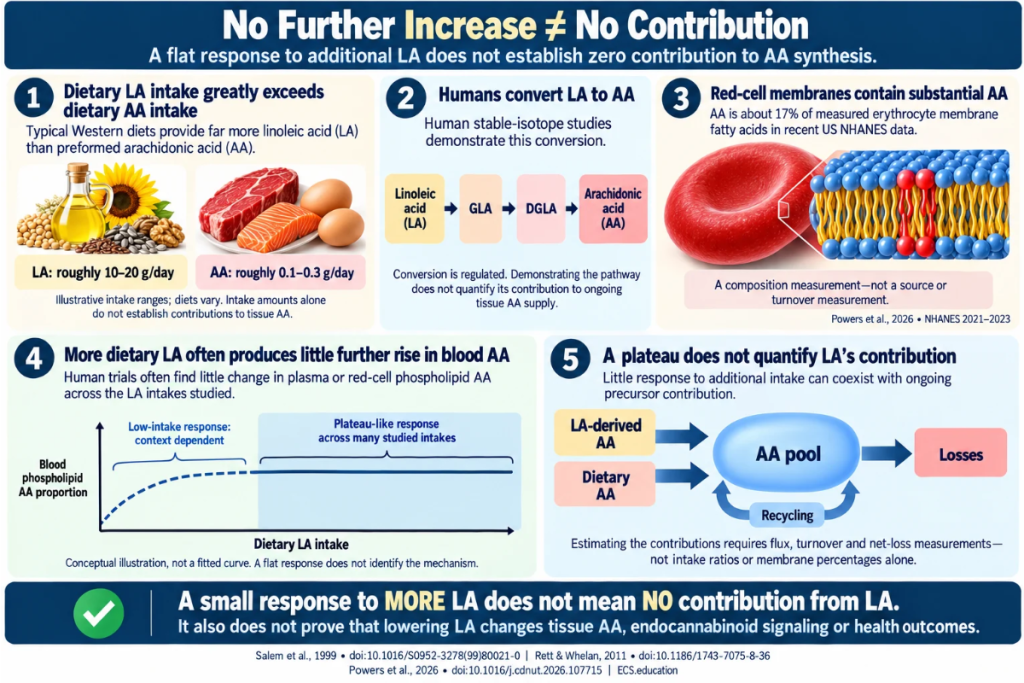 Five-panel infographic showing that linoleic acid can contribute to arachidonic acid synthesis despite a plateau-like blood AA response to increased intake. A conceptual curve distinguishes response to additional intake from precursor contribution, which requires flux and turnover measurements to quantify.